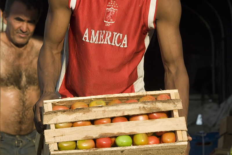 venta de tomates frescos cartagena